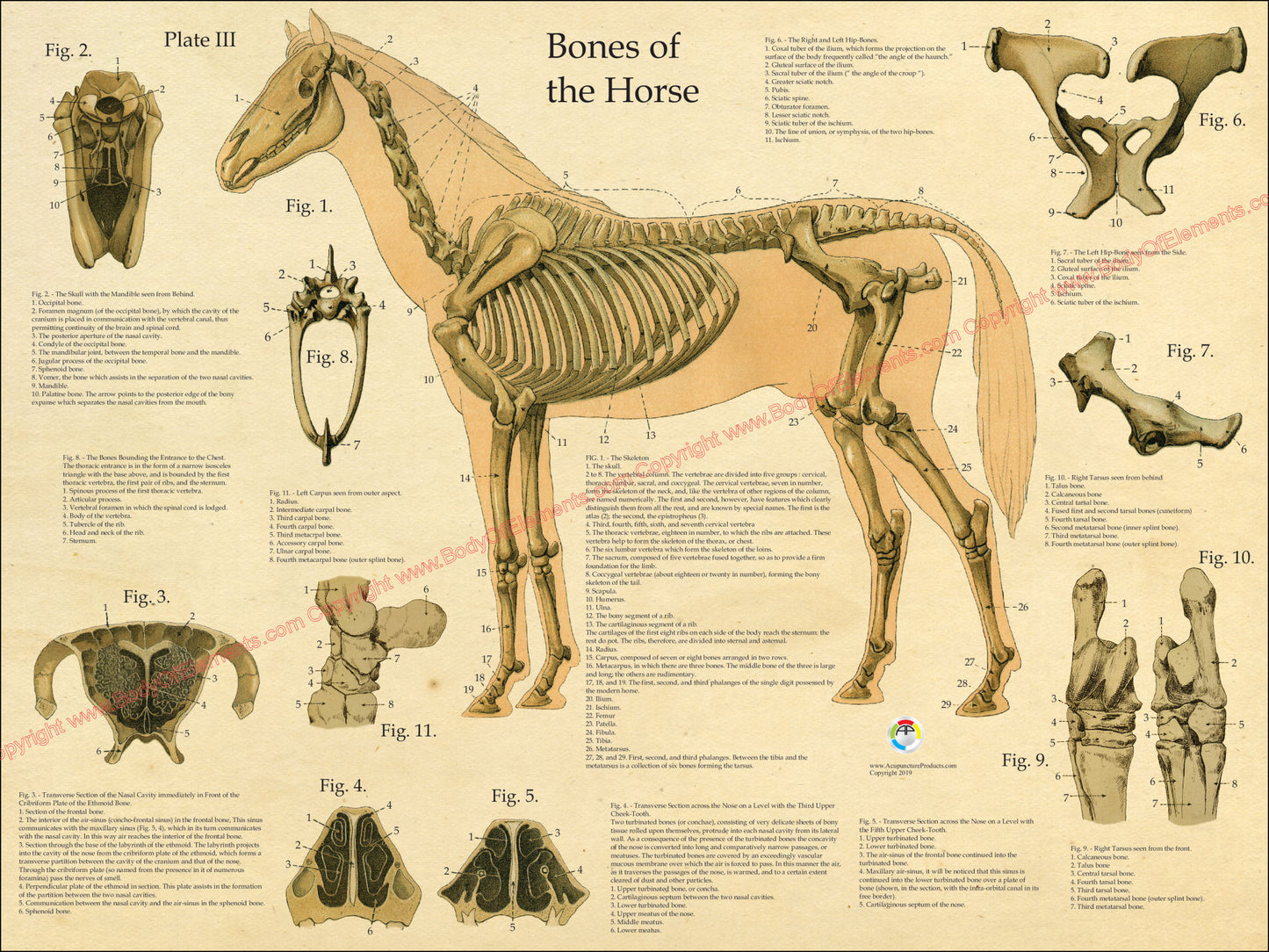 Equine skeletal anatomical chart