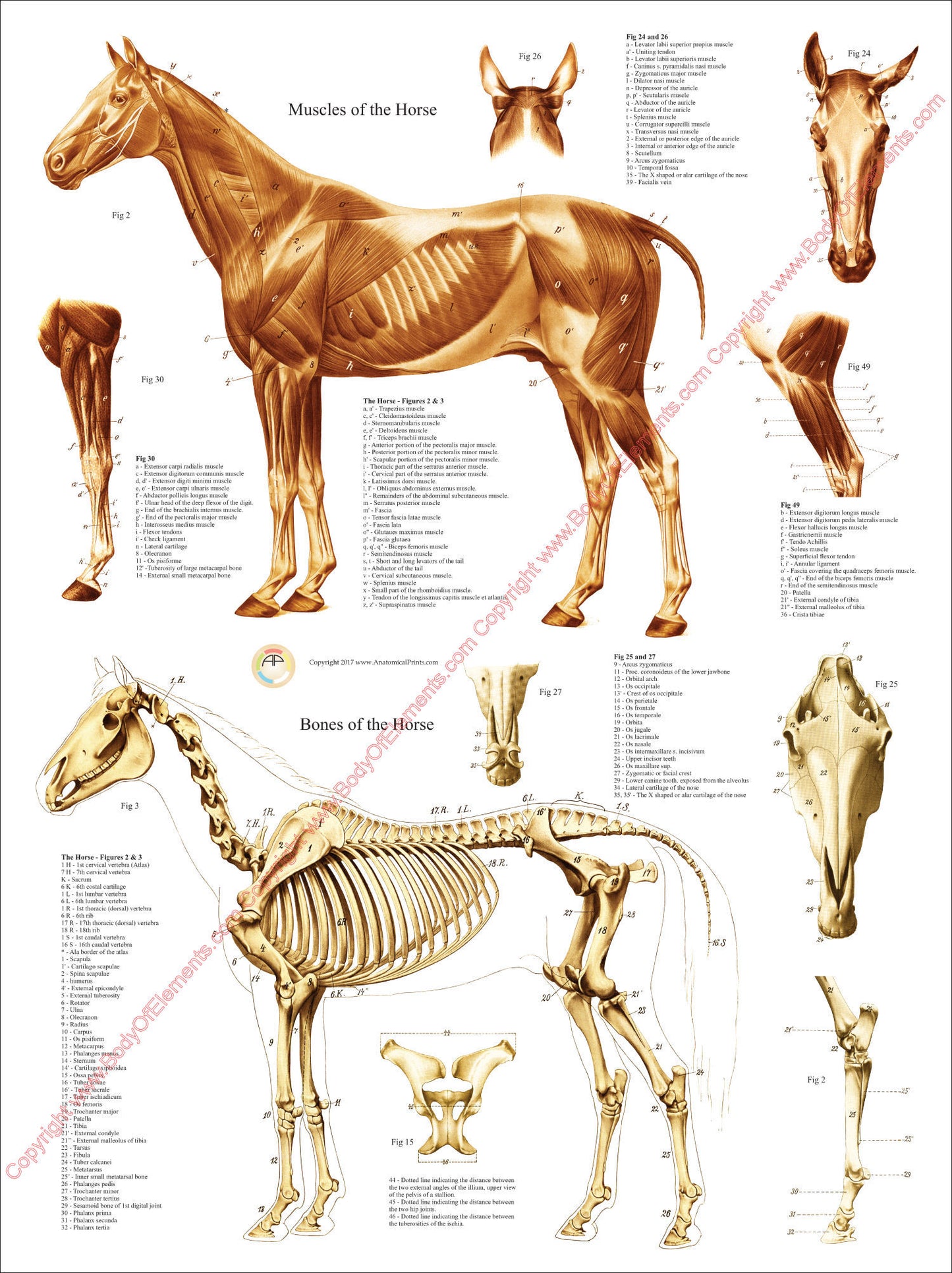 Equine muscle and skeletal anatomy wall chart