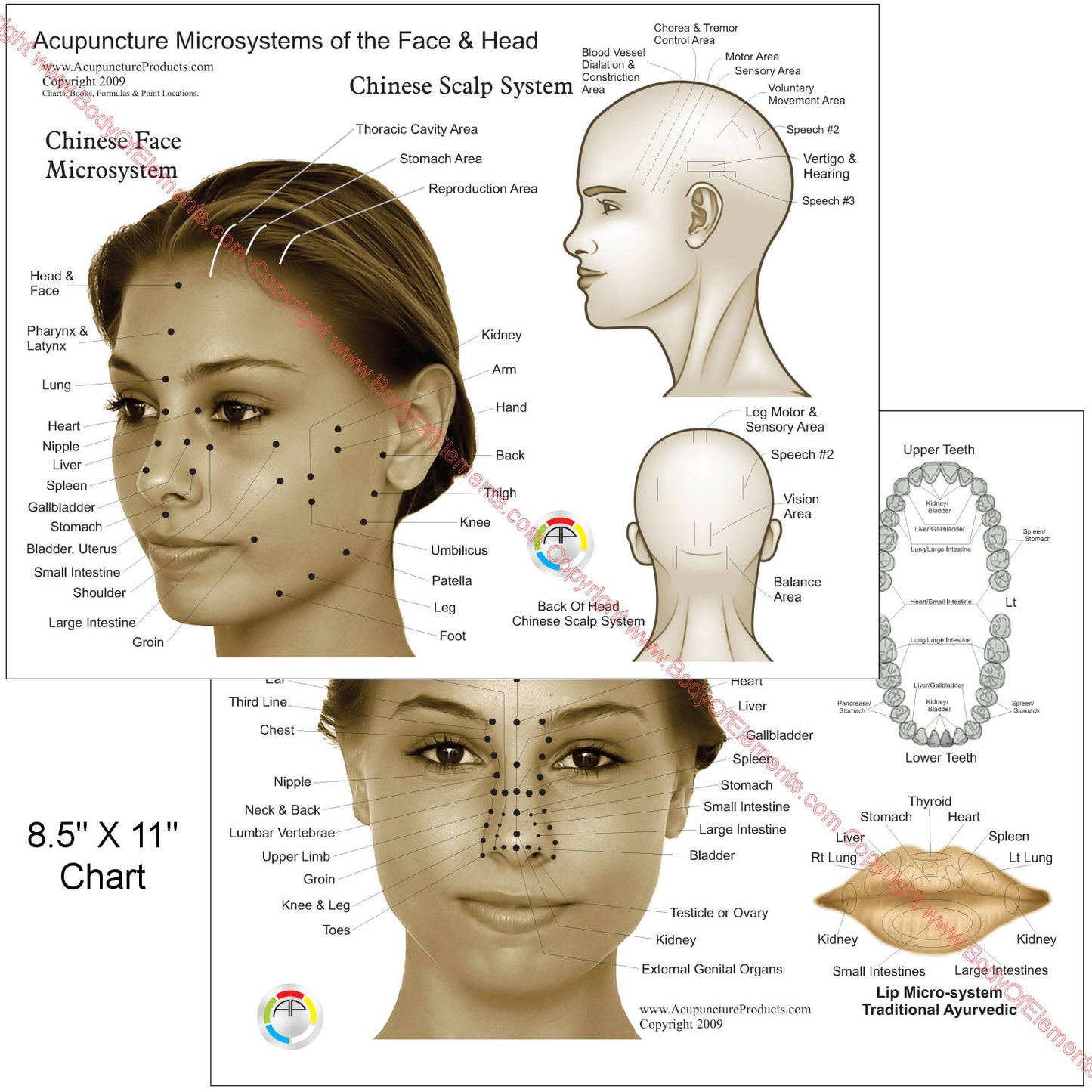 Microsystems of the Face Head Acupuncture Chart 8.5" X 11"