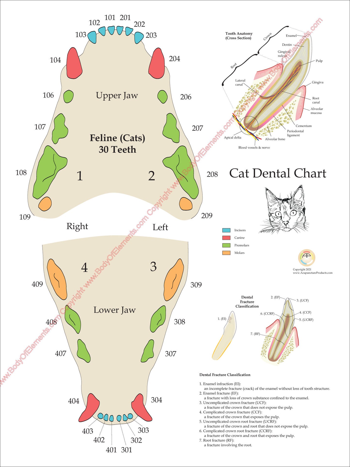 Cat dental numbering system wall chart