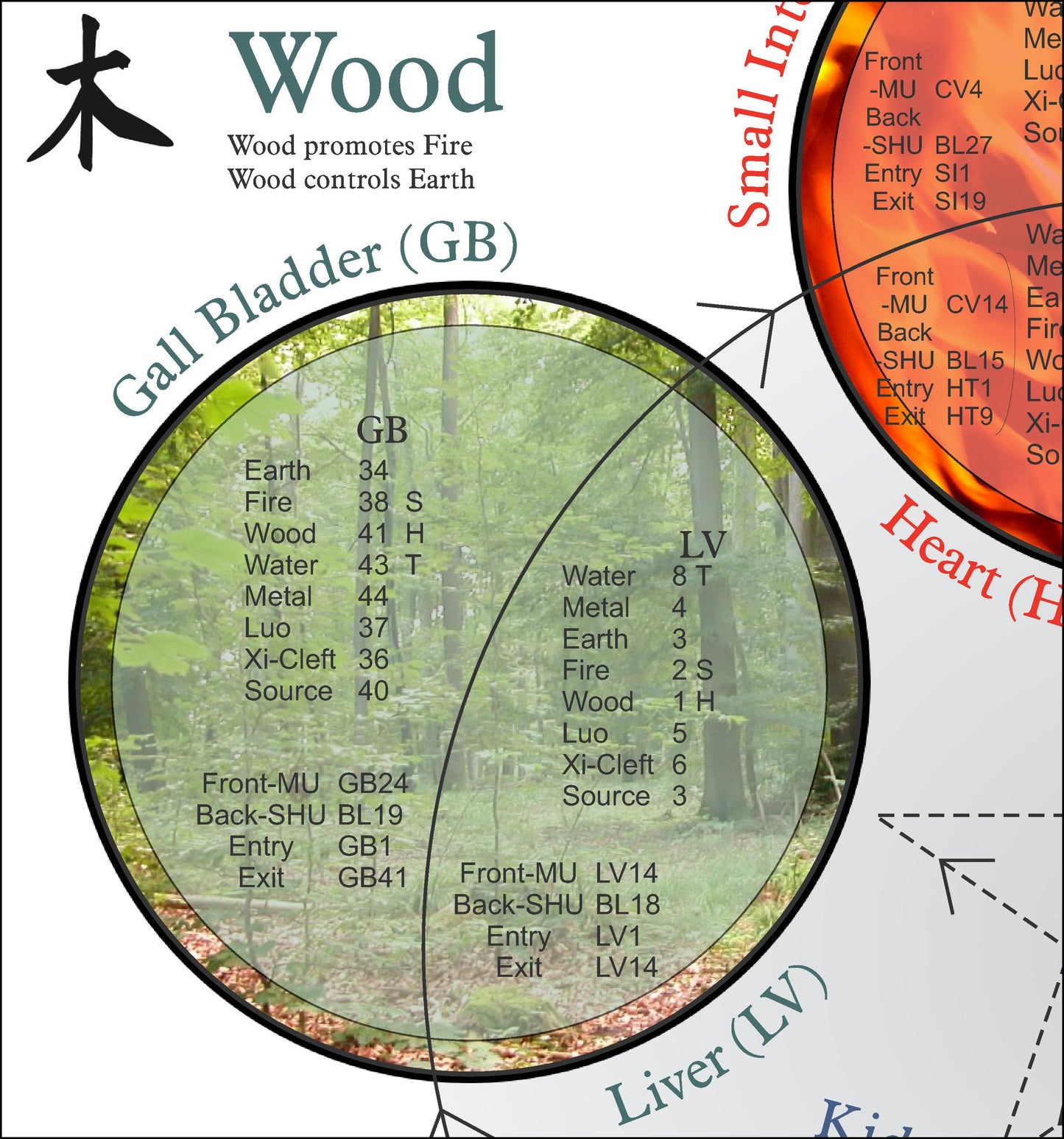 Wood Element Gall Bladder Points