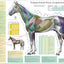 Equine veterinary acupuncture point indications