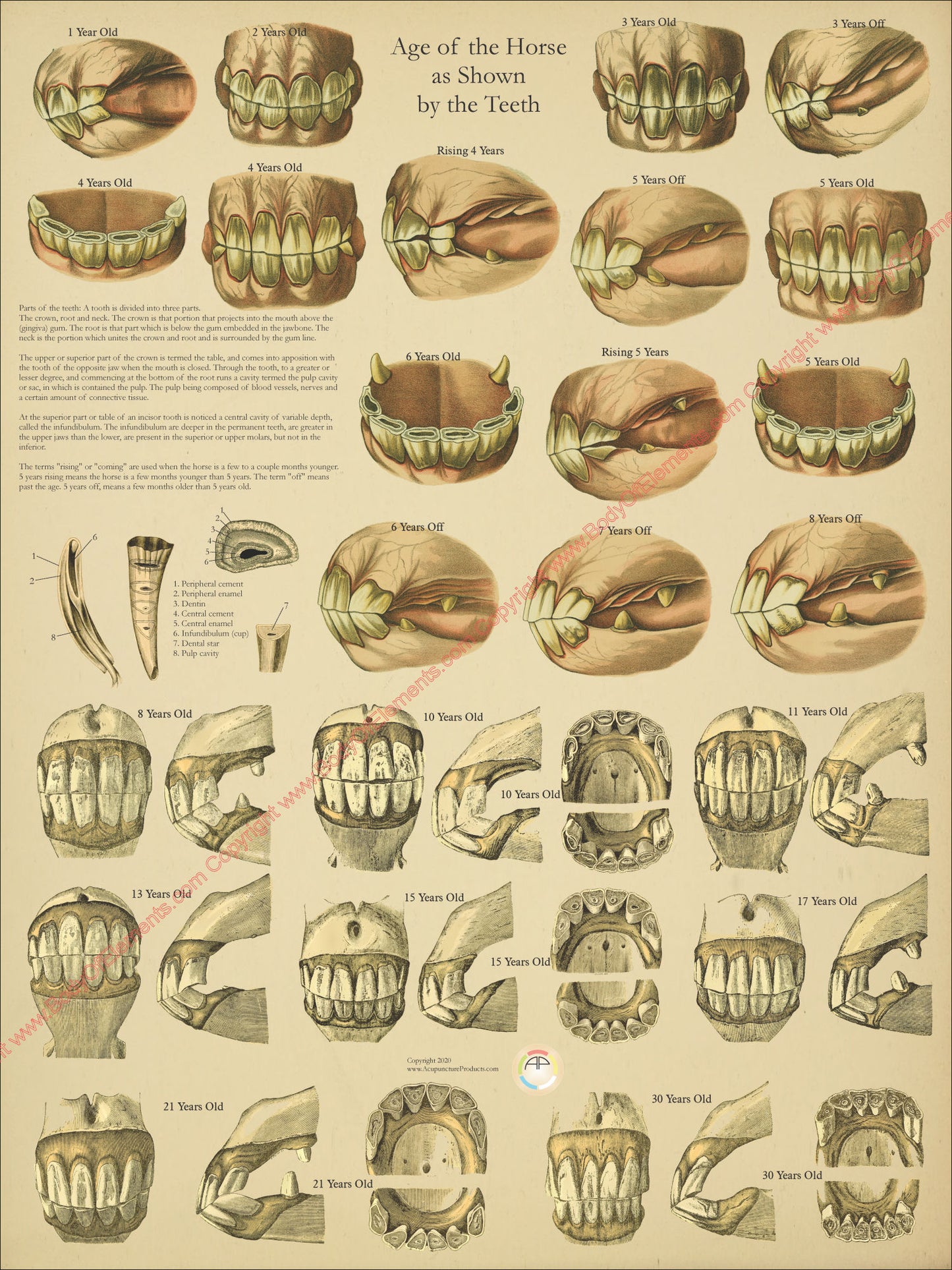 Age of the horse as shown by the teeth chart