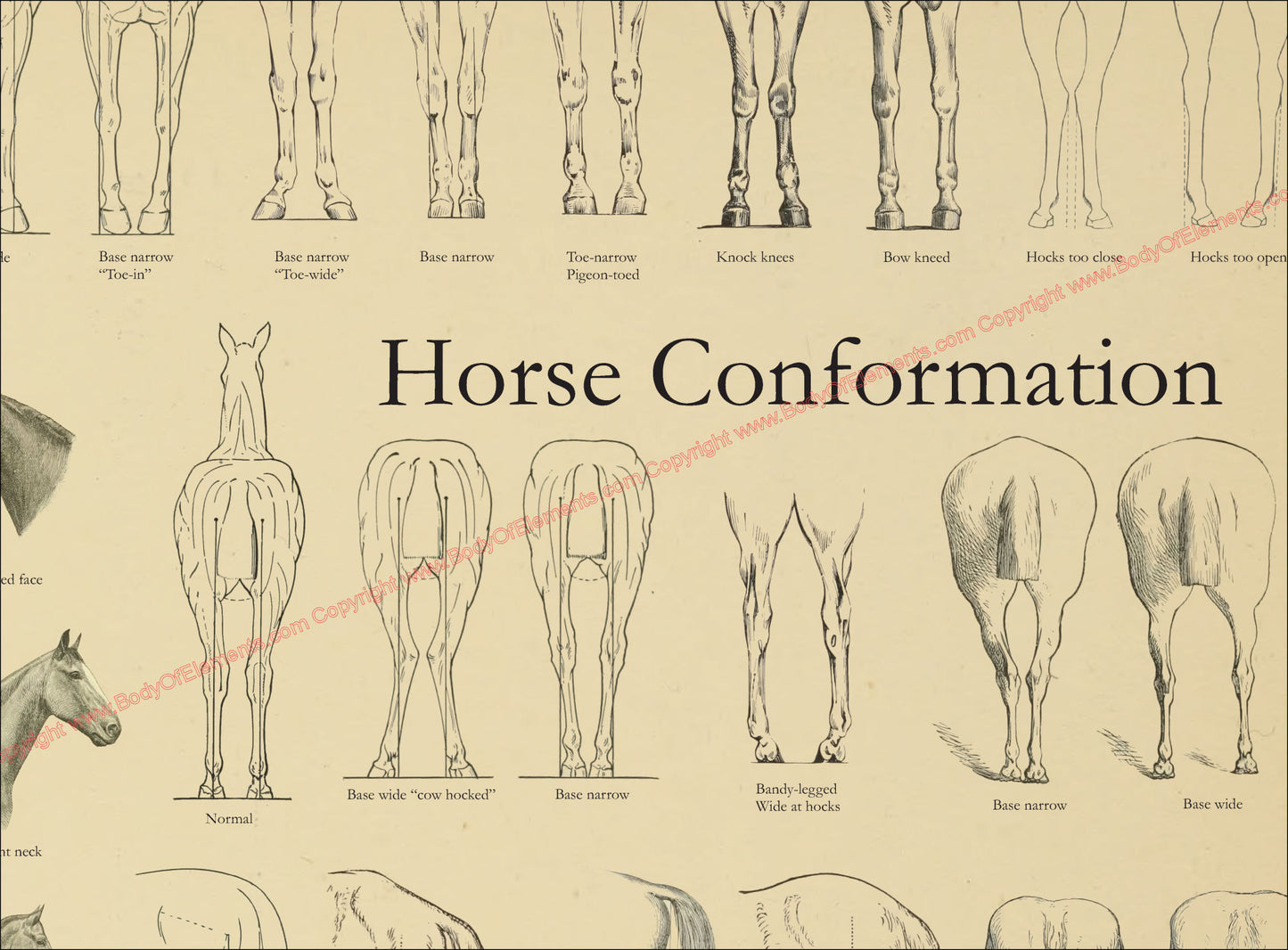 Horse leg conformation wall chart