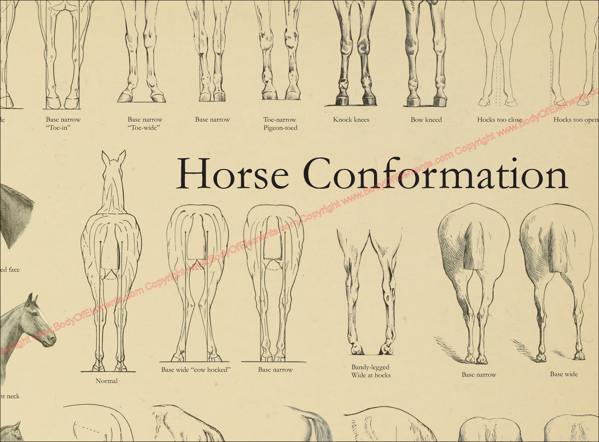 Equine Graph Horse Equine Conformation Poster – Body of Elements