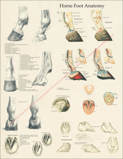 Horse foot and hoof anatomy poster