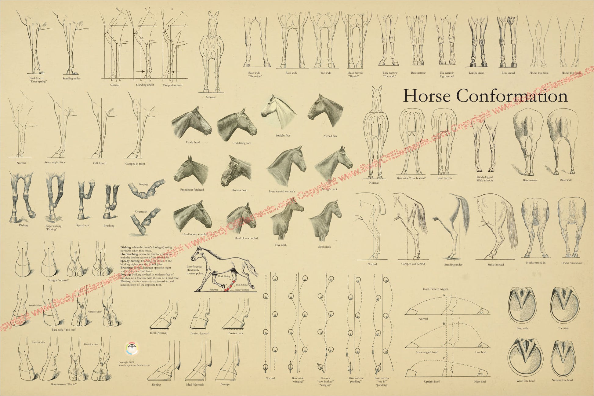 Horse conformation gait analysis poster
