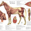 Horse muscle anatomy poster