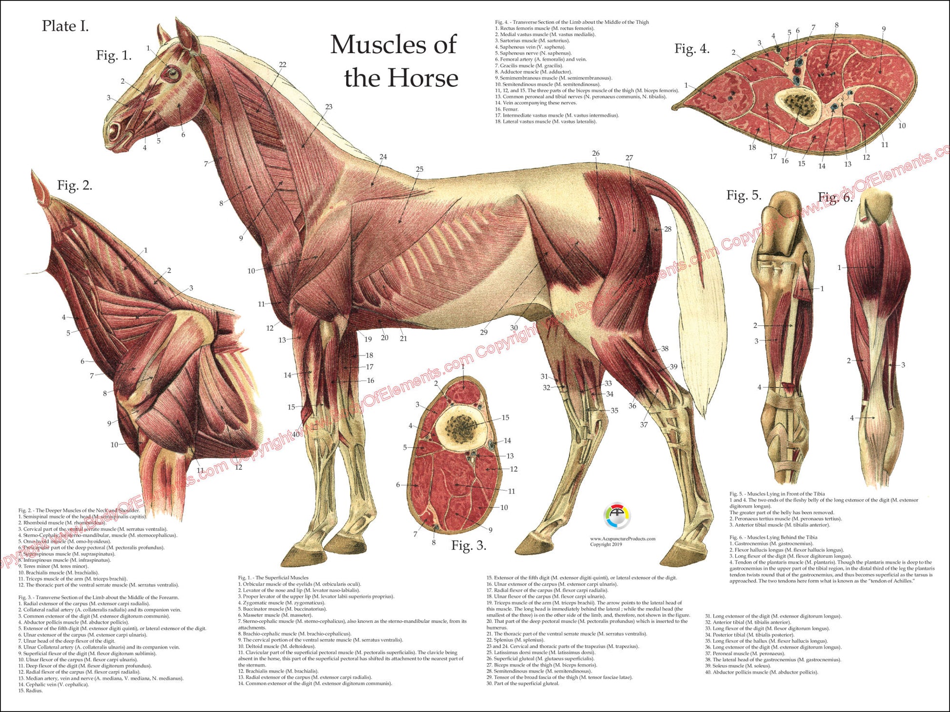 Horse muscle anatomy poster