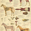 Horse anatomical wall chart