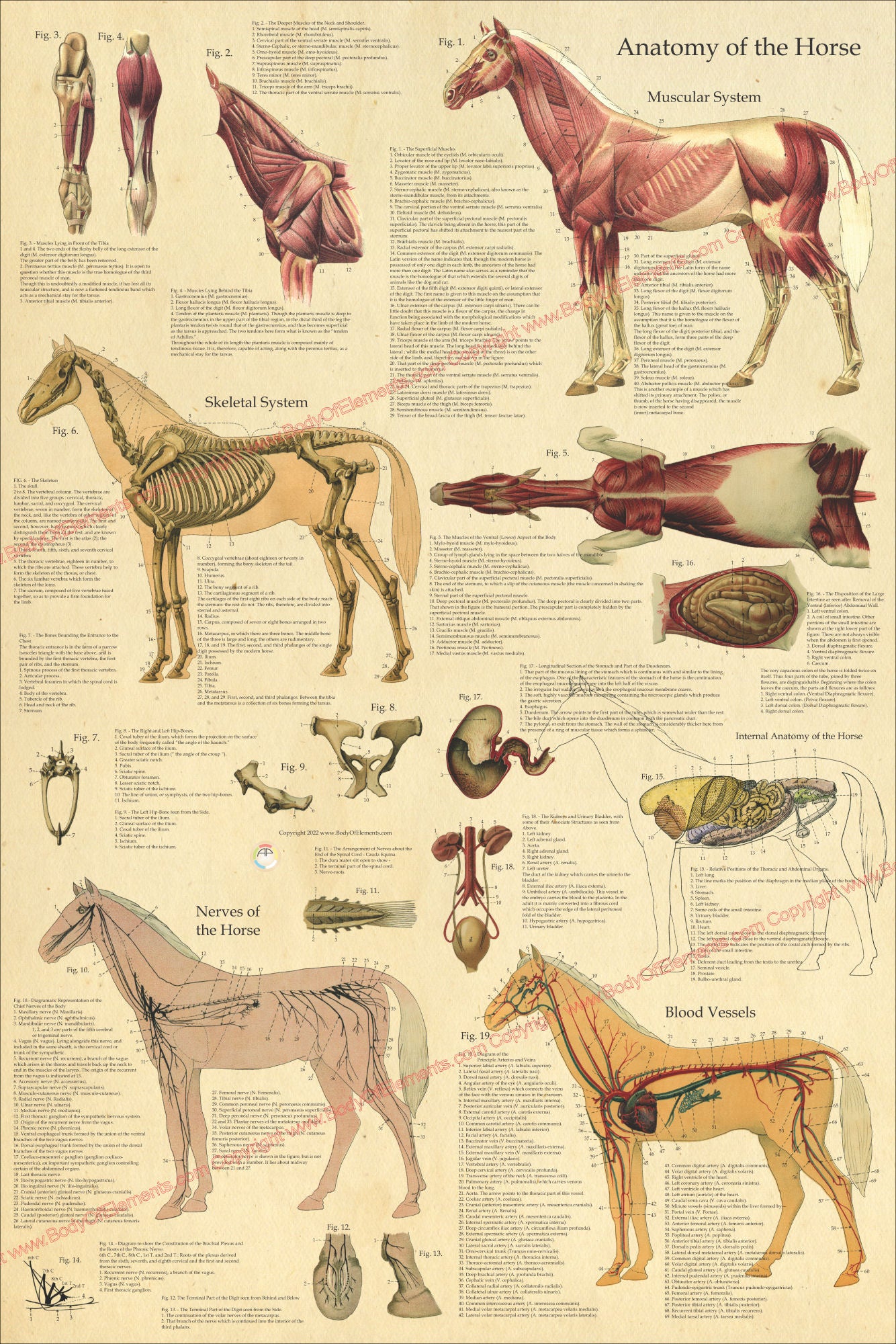 Horse anatomical wall chart