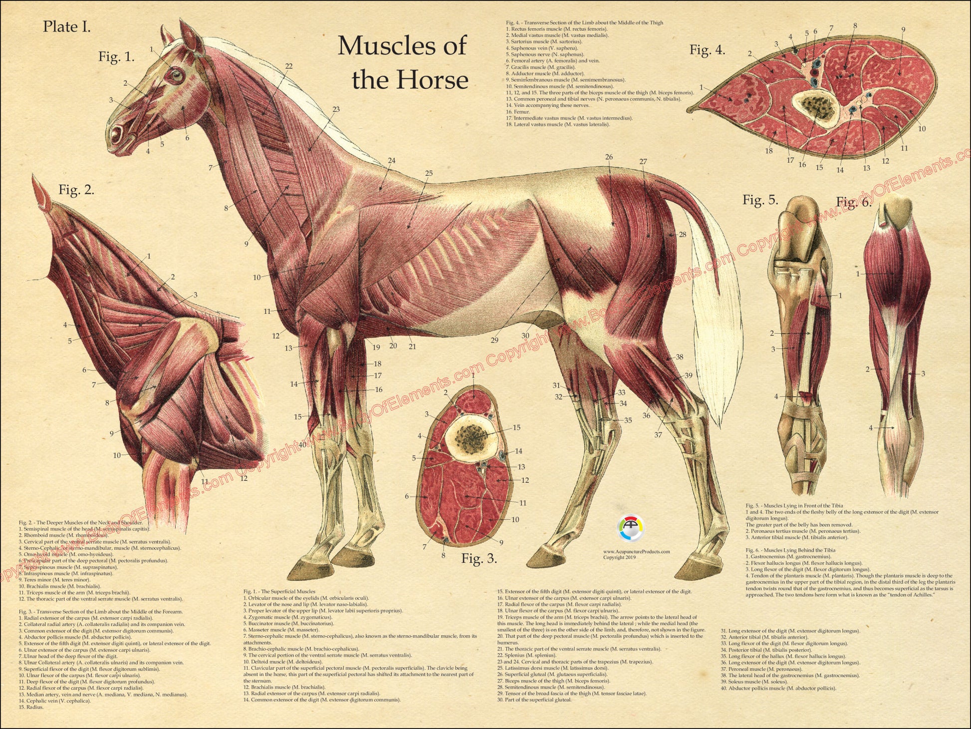 Horse muscle anatomy wall chart