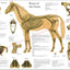 Horse skeletal anatomy poster