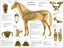 Horse skeletal anatomy poster