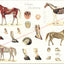 Horse anatomy wall chart
