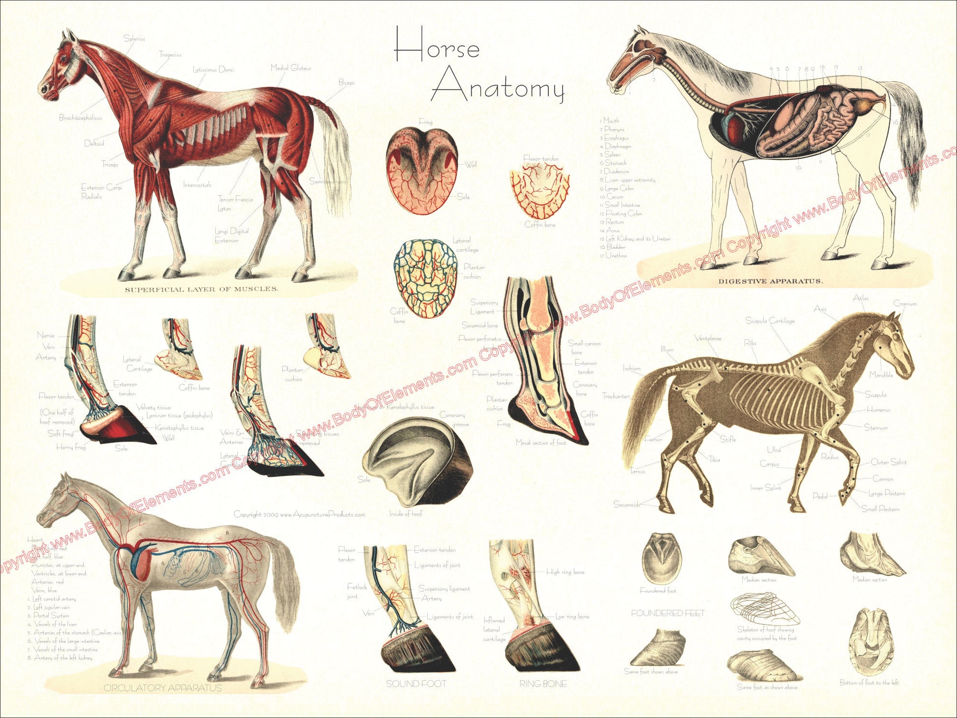 Horse anatomy wall chart