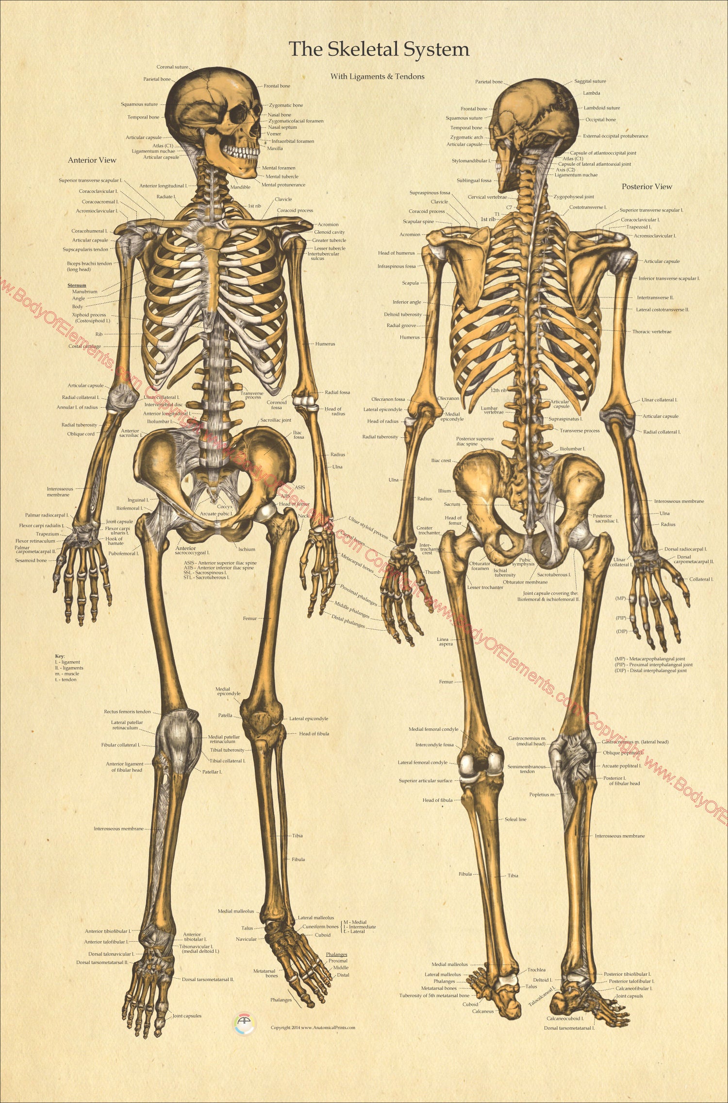 Human skeletal anatomical wall chart