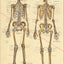 Human skeletal anatomy poster