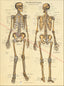 Human skeletal anatomy poster