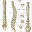 Human vertebral spine anatomy chart