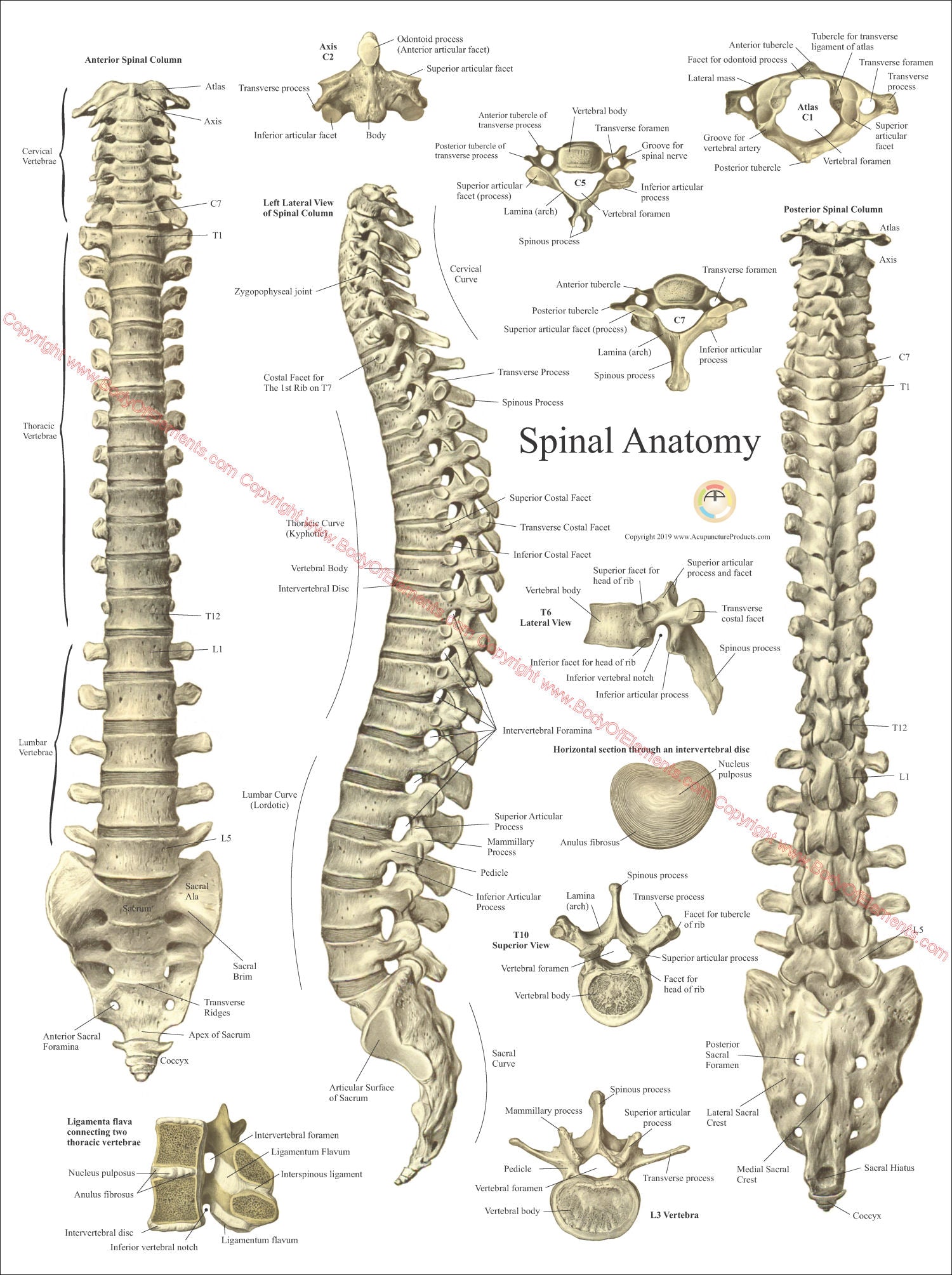 Human vertebral spine anatomy chart