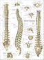 Human vertebral spine anatomy chart