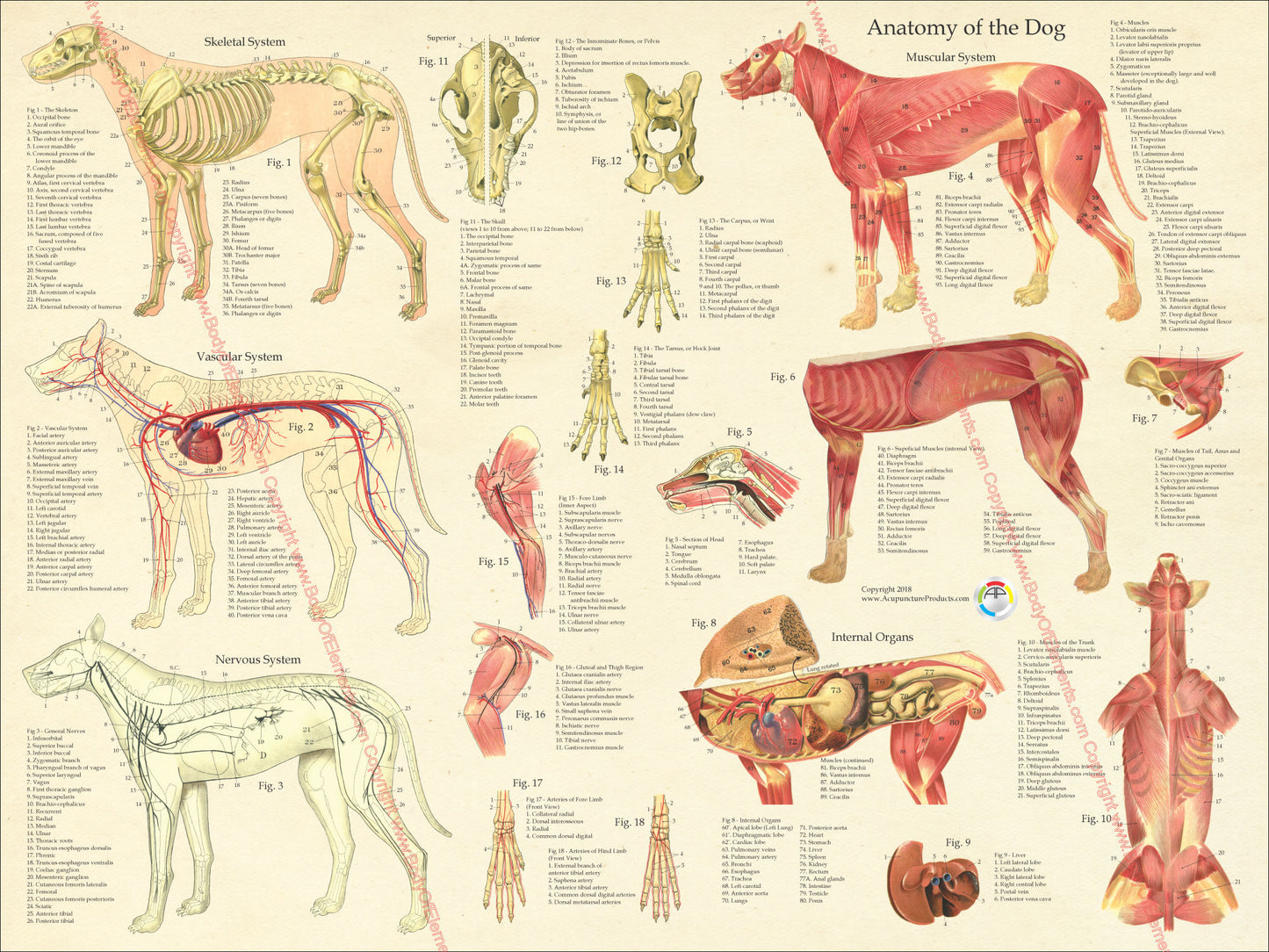 Vintage dog anatomy chart