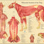 Dog muscle anatomy poster