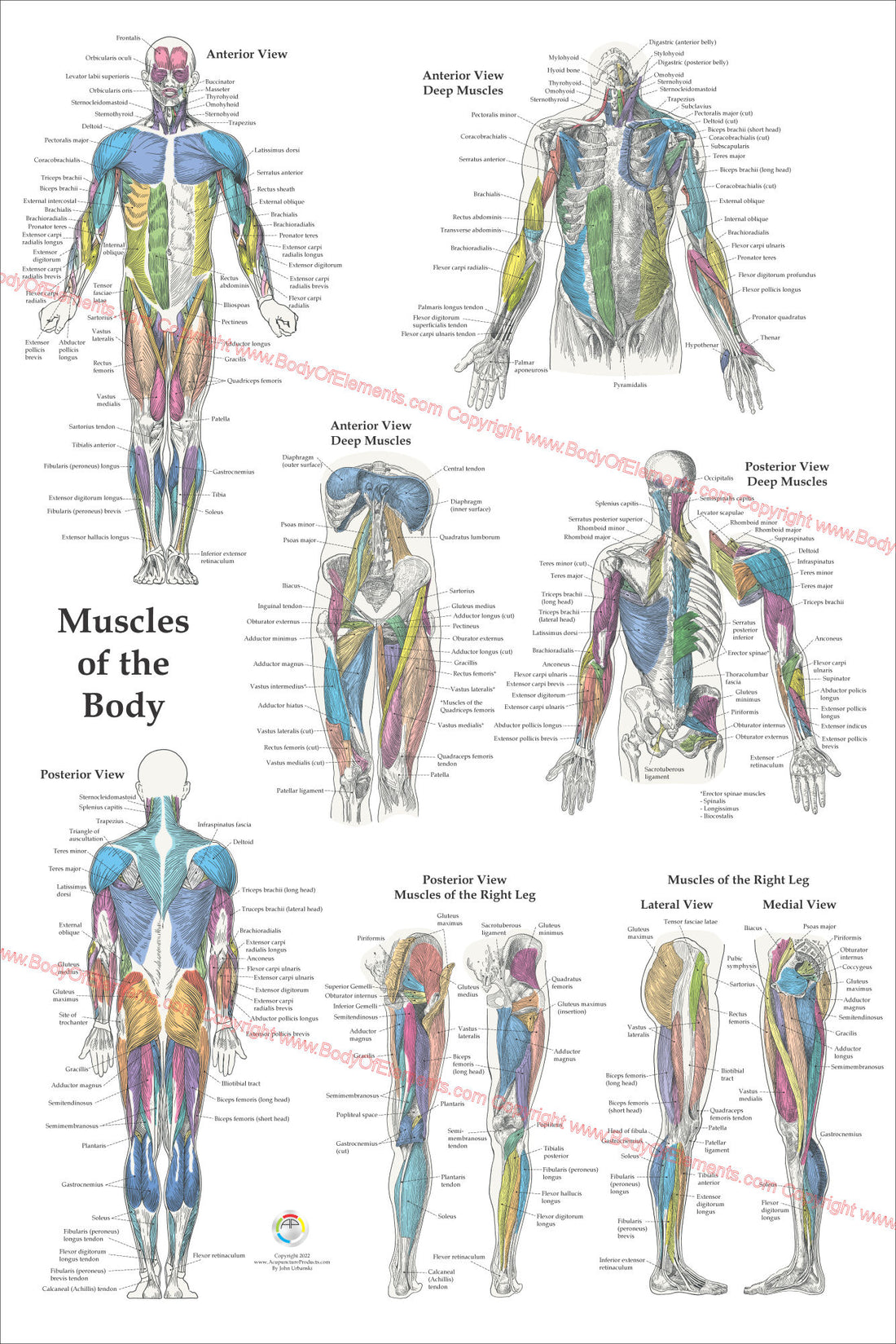 Muscle Anatomy Poster Anterior Posterior Deep Layers 24 X 36 – Body of ...