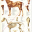Horse muscle and skeletal anatomy chart