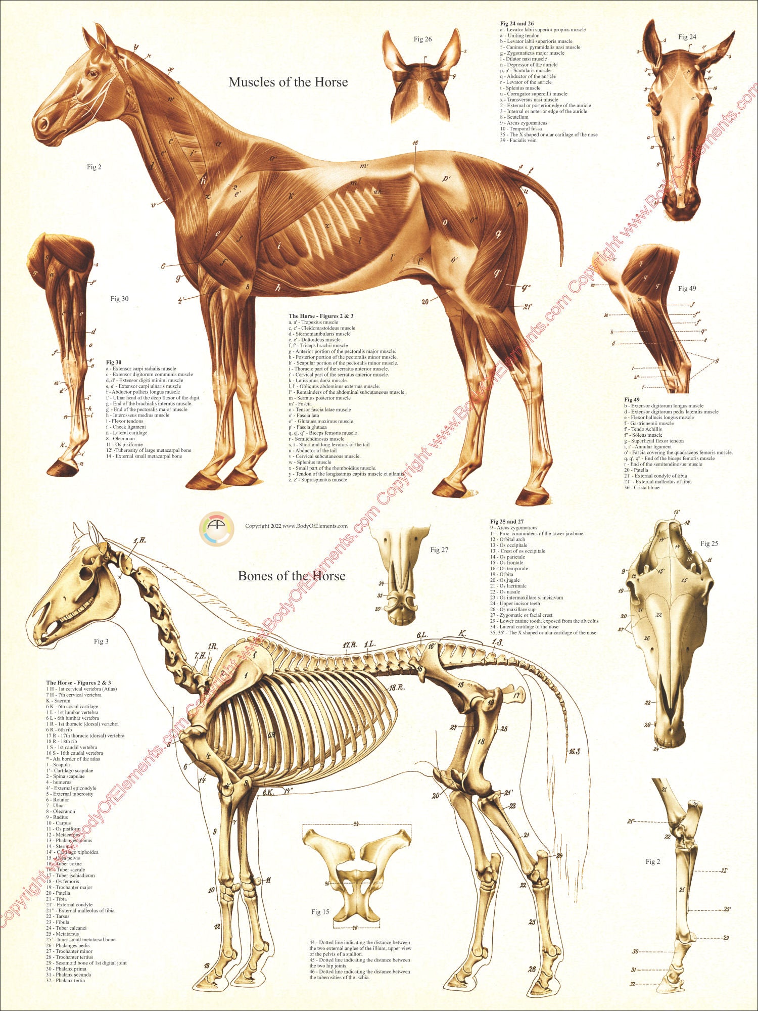 Horse muscle and skeletal anatomy chart