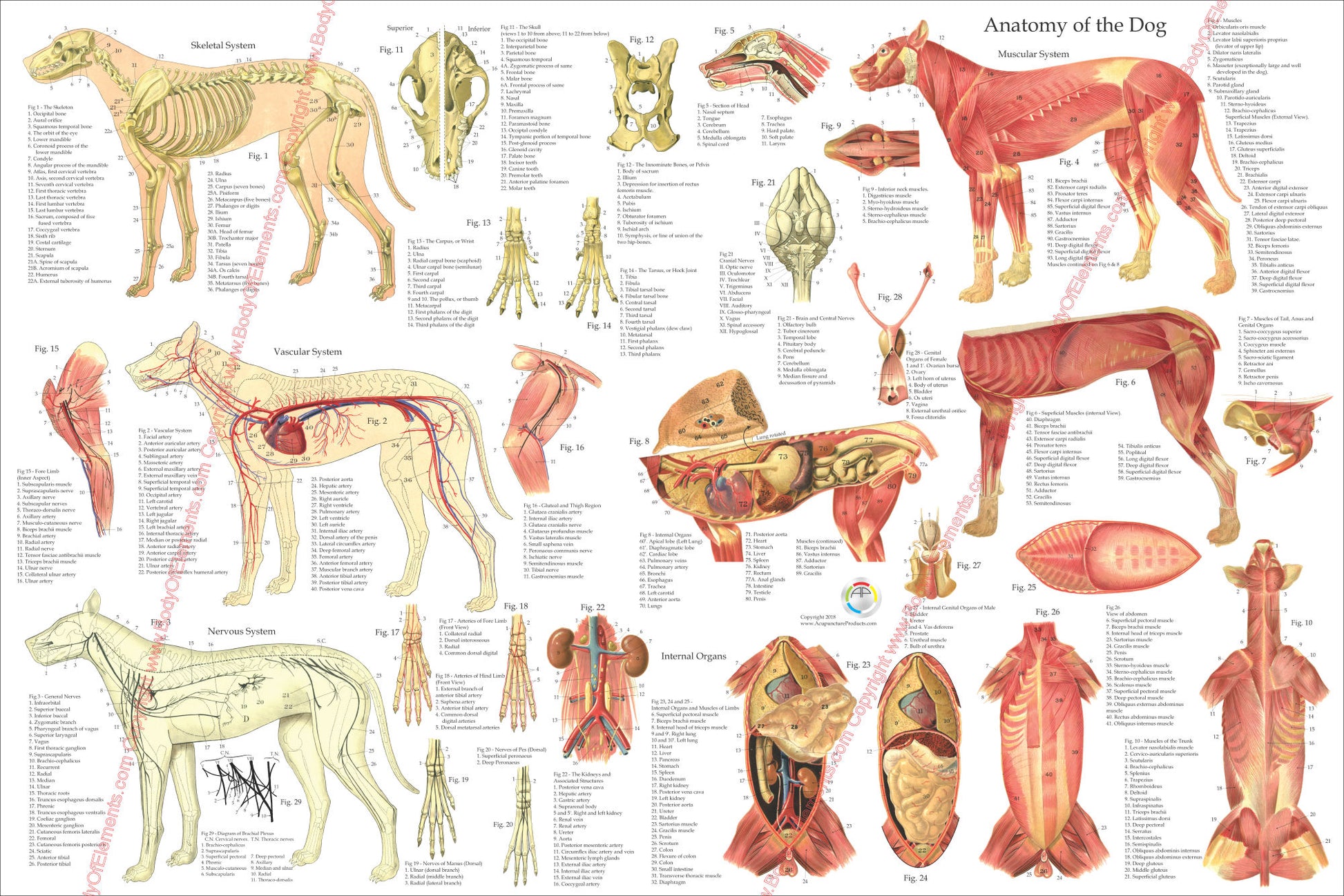 Large dog anatomy poster