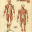 The Muscular System Anatomy Poster 18" X 24"