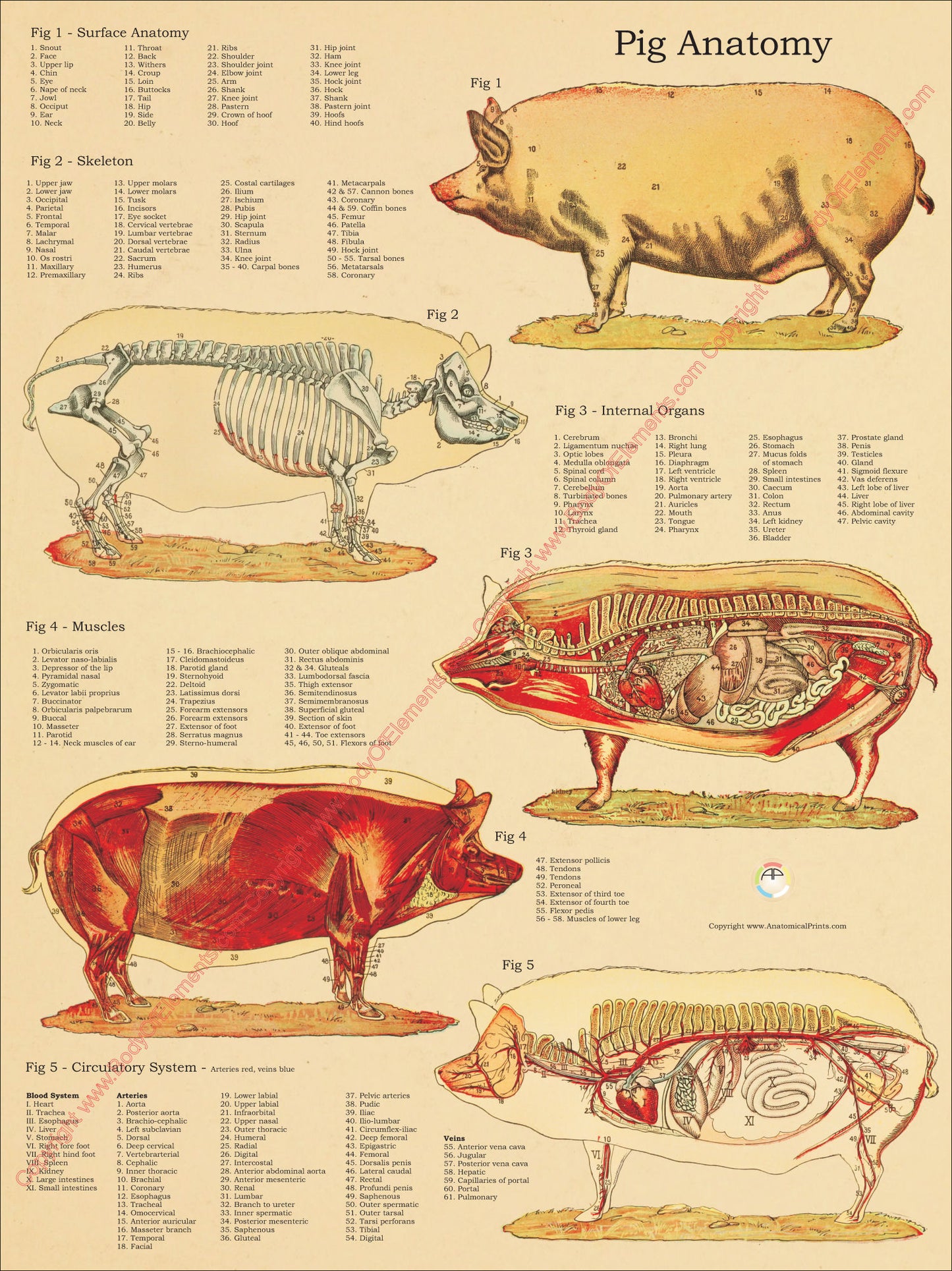 Pig Anatomy Atlas Poster