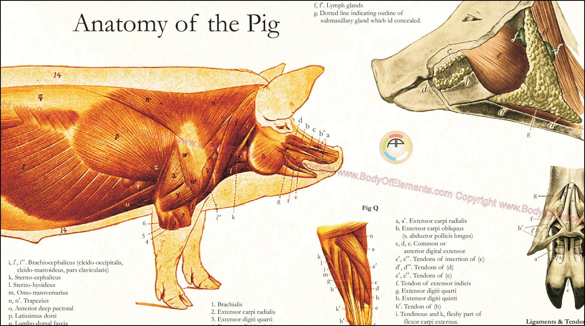 Anatomy Of Pig Anatomy Of Pig