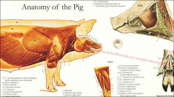 Pig Anatomy Poster – Body of Elements