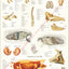 Pig Anatomy Poster