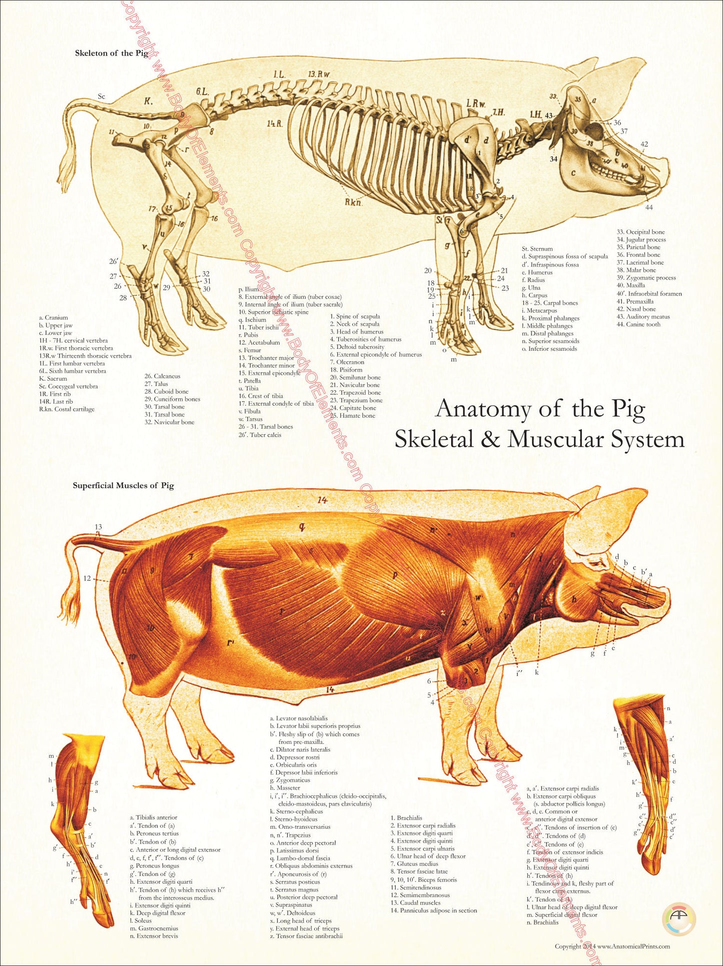 Pig Skeletal Muscular Anatomy Poster
