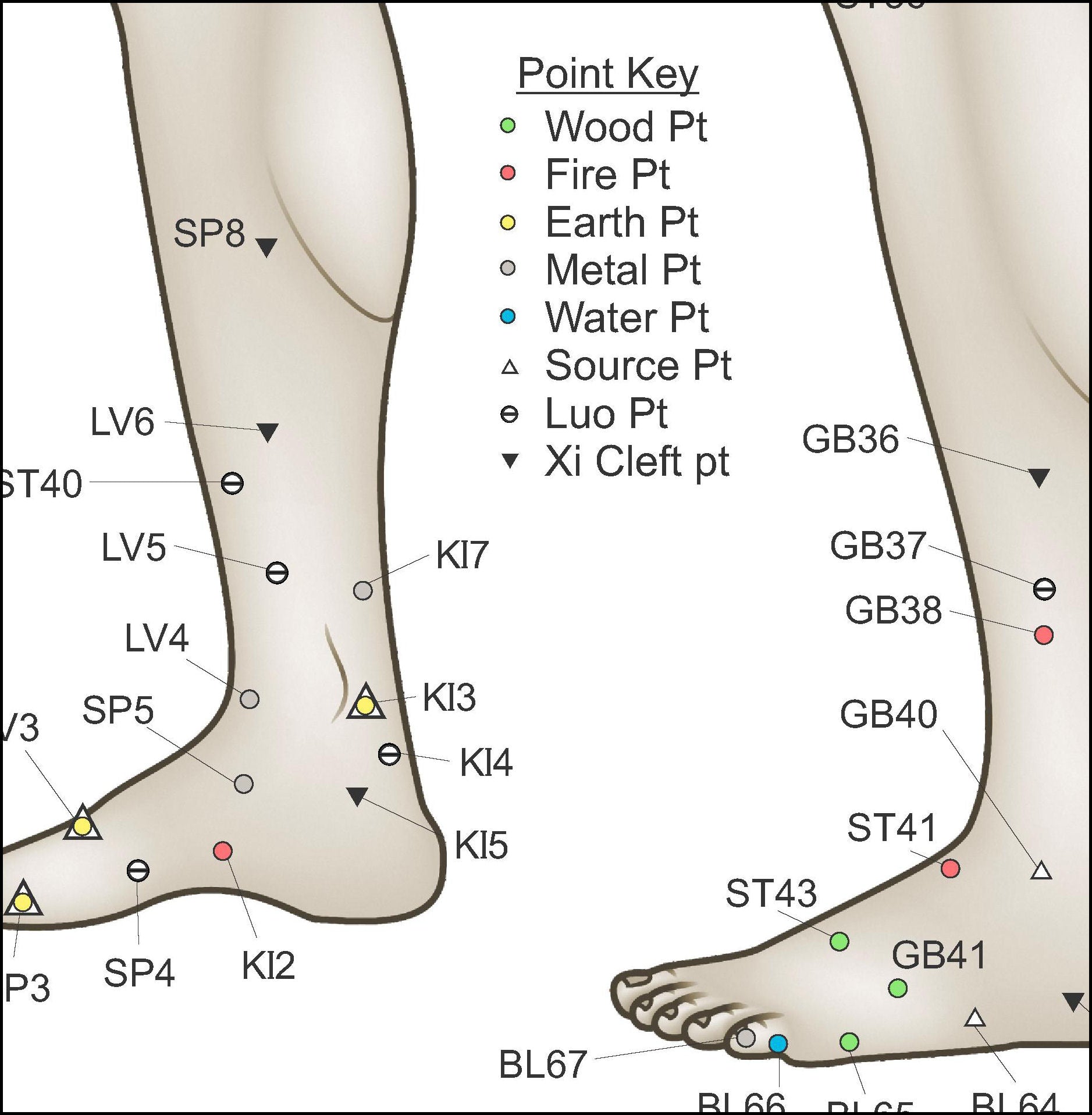 Acupuncture command points of the lower legs
