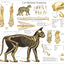 Cat feline skeletal anatomy wall chart