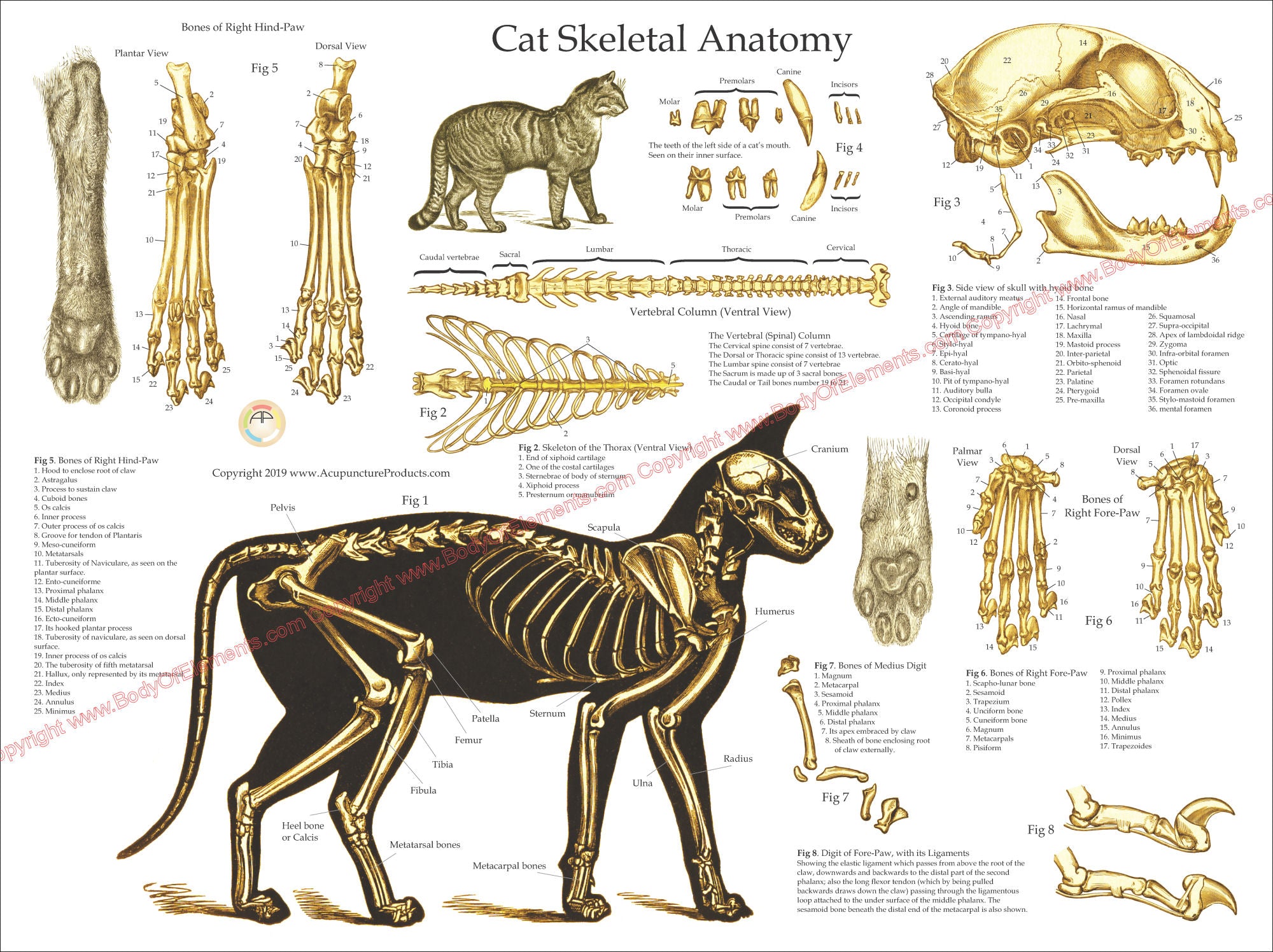 Feline Anatomy Poster Cat Health And Anatomy Charts Clinical Charts