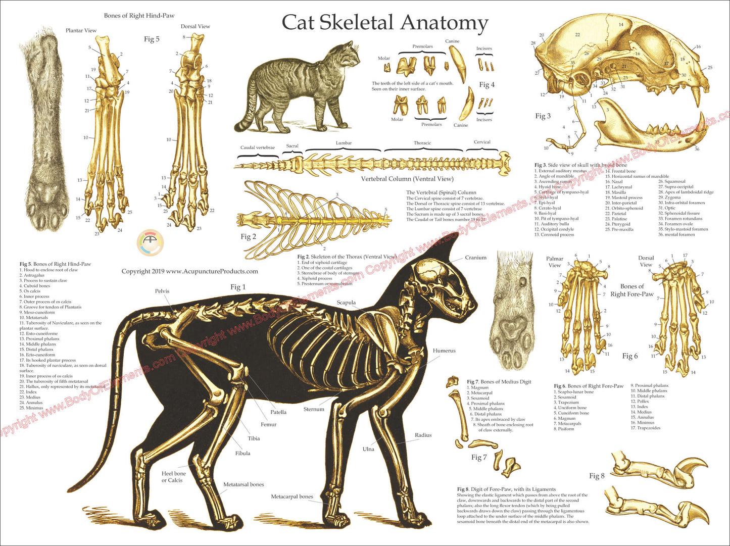 Cat feline skeletal anatomy wall chart