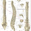Human spine vertebrae anatomy chart in Spanish