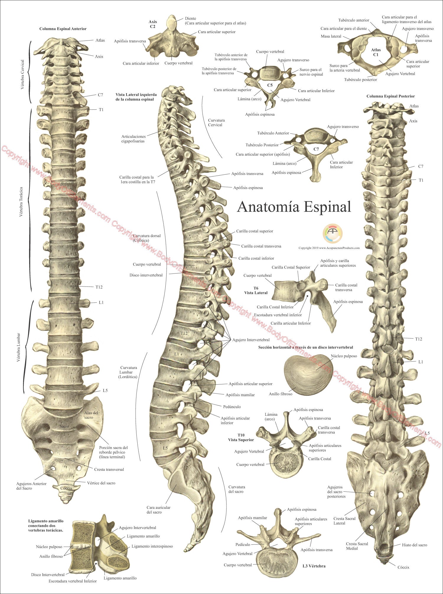 Human spine vertebrae anatomy chart in Spanish