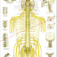 Spinal Nerves and Subluxations Poster