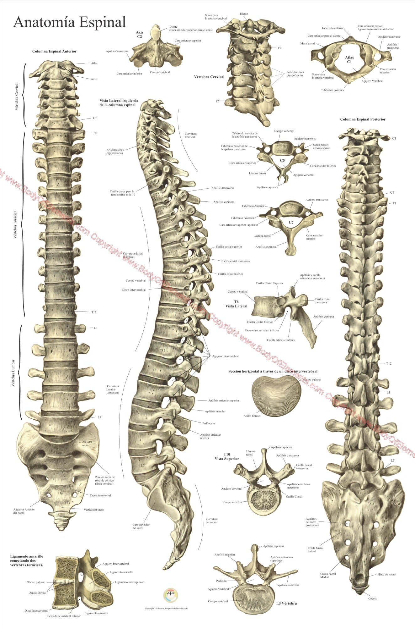 Human spinal anatomy poster in Spanish
