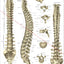 Human spinal anatomical wall chart