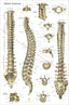 Human spinal anatomical wall chart