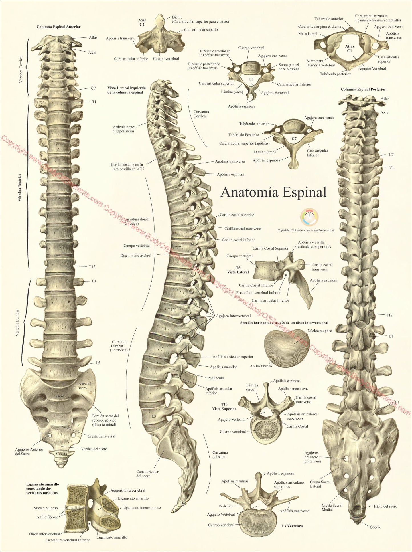 Spanish human spinal anatomy poster