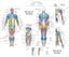 Muscle Anatomy Poster Anterior Posterior Deep Layers 18 X 24